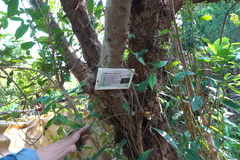 Syzygium nervosum