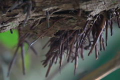 Syzygium nervosum