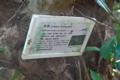 Syzygium nervosum
