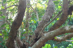 Syzygium nervosum