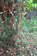 Syzygium nervosum
