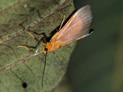Ulopeza conigeralis