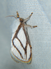 Parapluda invitabilis