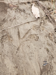 Meleagris gallopavo silvestris