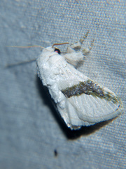 Afraltha chionostola