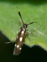 Eretmocera laetissima