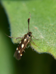 Eretmocera laetissima