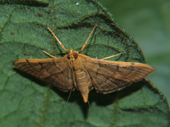 Omiodes indicata