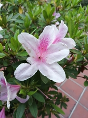 Rhododendron