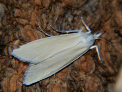 Scirpophaga gilviberbis