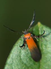 Oedematopoda