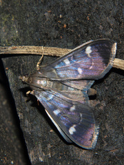 Pramadea ovialis
