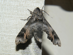 Temnora natalis