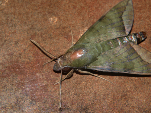 Comma Nephele