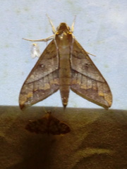 Gnathothlibus heliodes