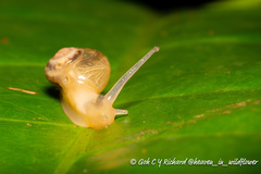Helicarion perfragilis