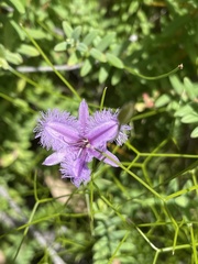 Thysanotus dichotomus