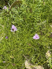 Thysanotus dichotomus