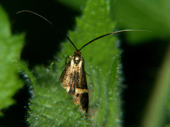 Nemophora degeerella