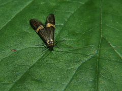 Nemophora degeerella