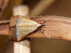 Pseudonoorda rubricostalis