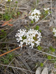Stylidium guttatum