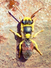 Hylaeus elegans