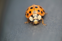 Harmonia axyridis