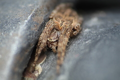Araneidae