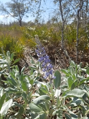 Lupinus cumulicola