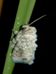 Niphadolepis bipunctata