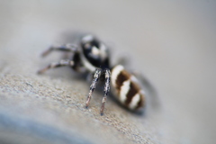 Salticus scenicus