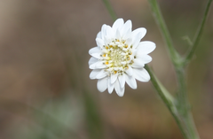 Leucheria oligocephala