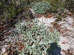 Lupinus cumulicola