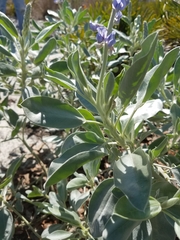 Lupinus cumulicola