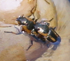 Prasocuris phellandrii