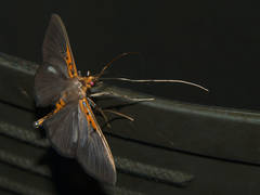 Filodes costivitralis