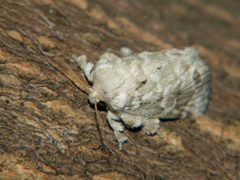 Niphadolepis bipunctata