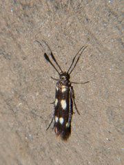 Eretmocera laetissima