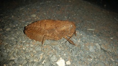 Trachypetrella anderssonii