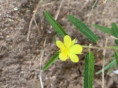 Corchorus asplenifolius