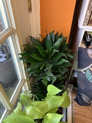 Dracaena fragrans compacta