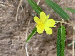 Corchorus asplenifolius