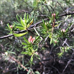 Darwinia procera