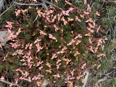 Stylidium bulbiferum