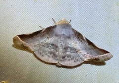 Oenochroma turneri