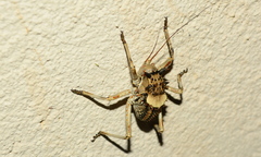 Acanthoproctus cervinus