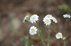 Leucheria oligocephala