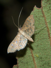 Nausinoe geometralis
