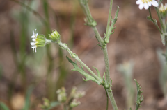 Leucheria oligocephala